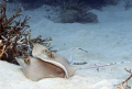   Mating Blue Spotted Stingrays Con Dao Vietnam. Vietnam  